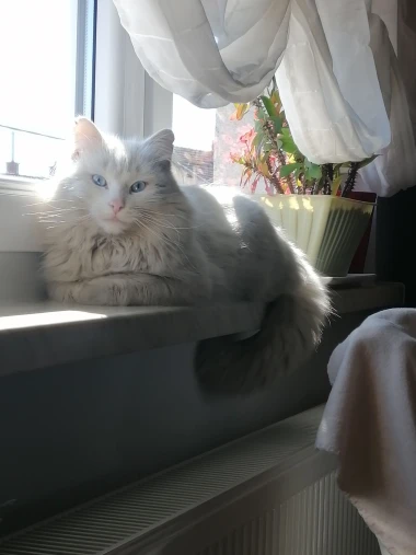 Čitateljice podijelile fotografije preslatkih mačaka &lsquo;na dužnosti&rsquo;