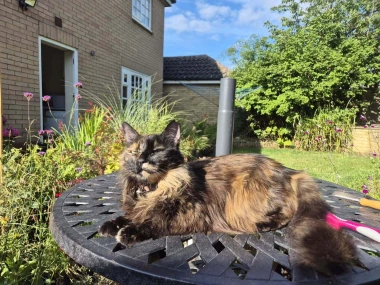 Čitateljice podijelile fotografije preslatkih mačaka &lsquo;na dužnosti&rsquo;