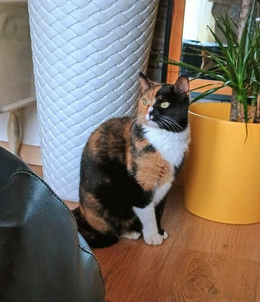 Čitateljice podijelile fotografije preslatkih mačaka &lsquo;na dužnosti&rsquo;