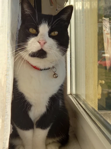 Čitateljice podijelile fotografije preslatkih mačaka &lsquo;na dužnosti&rsquo;