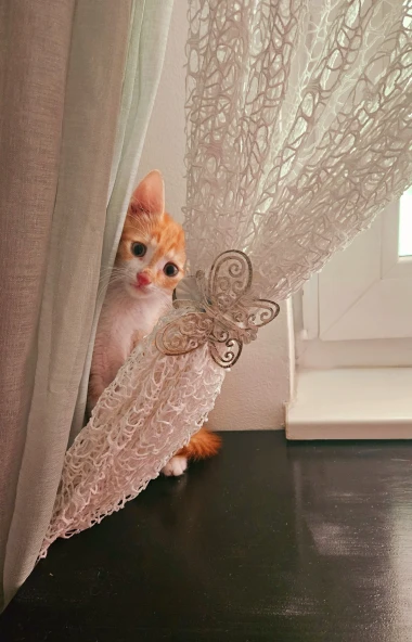 Čitateljice podijelile fotografije preslatkih mačaka &lsquo;na dužnosti&rsquo;