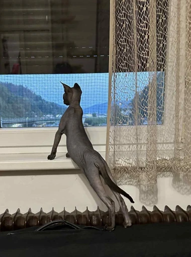 Čitateljice podijelile fotografije preslatkih mačaka &lsquo;na dužnosti&rsquo;