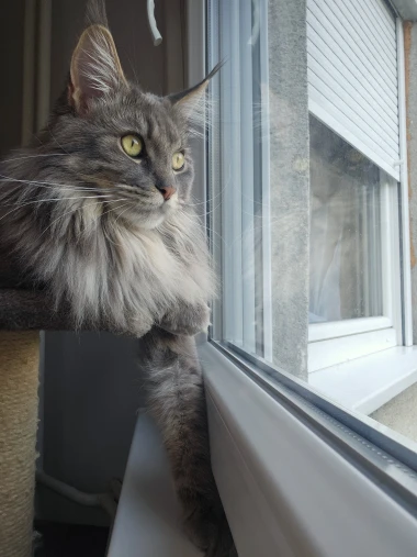 Čitateljice podijelile fotografije preslatkih mačaka &lsquo;na dužnosti&rsquo;