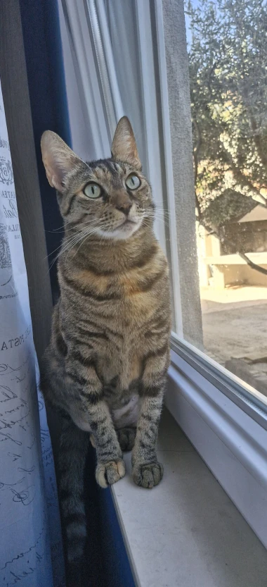 Čitateljice podijelile fotografije preslatkih mačaka &lsquo;na dužnosti&rsquo;