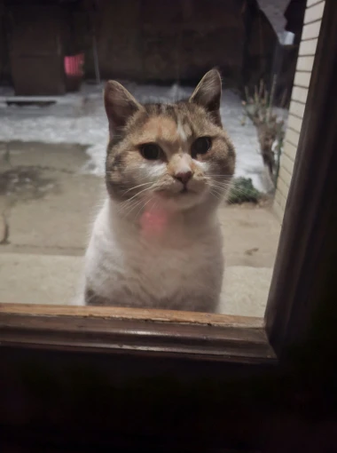 Čitateljice podijelile fotografije preslatkih mačaka &lsquo;na dužnosti&rsquo;