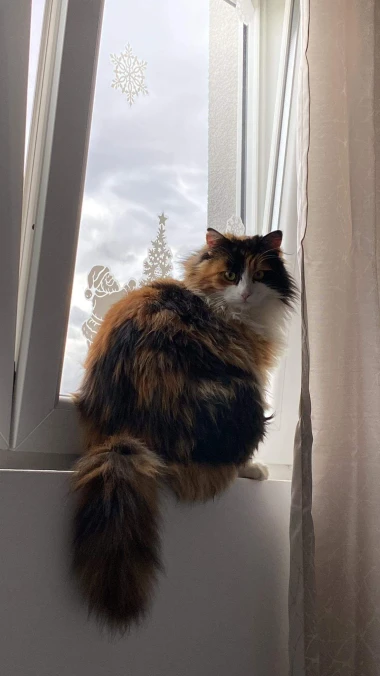 Čitateljice podijelile fotografije preslatkih mačaka &lsquo;na dužnosti&rsquo;