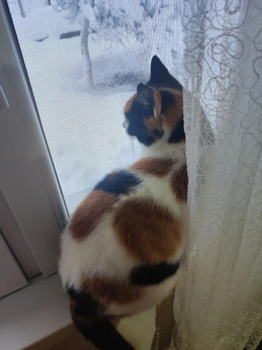 Čitateljice podijelile fotografije preslatkih mačaka &lsquo;na dužnosti&rsquo;