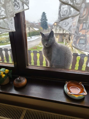 Čitateljice podijelile fotografije preslatkih mačaka &lsquo;na dužnosti&rsquo;