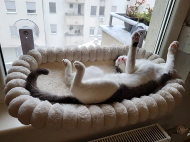 Čitateljice podijelile fotografije preslatkih mačaka &lsquo;na dužnosti&rsquo;