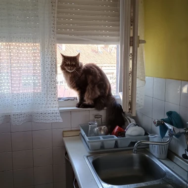 Čitateljice podijelile fotografije preslatkih mačaka &lsquo;na dužnosti&rsquo;