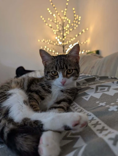 Čitateljice podijelile fotografije preslatkih mačaka &lsquo;na dužnosti&rsquo;