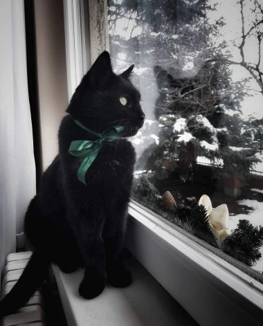 Čitateljice podijelile fotografije preslatkih mačaka &lsquo;na dužnosti&rsquo;