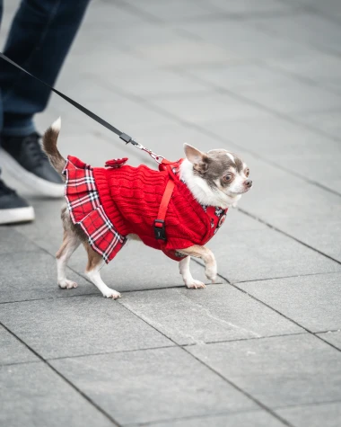 Zgodne Zagrepčanke preuzele zagrebačku &scaron;picu i ukrale sve poglede