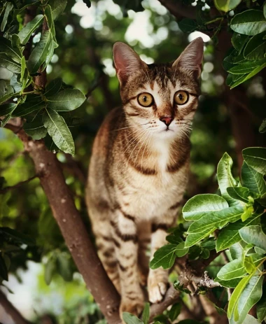 Morate vidjeti kako se zovu! 30 preslatkih mačaka na&scaron;ih čitatelja