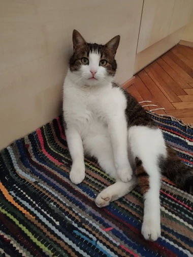 Morate vidjeti kako se zovu! 30 preslatkih mačaka na&scaron;ih čitatelja