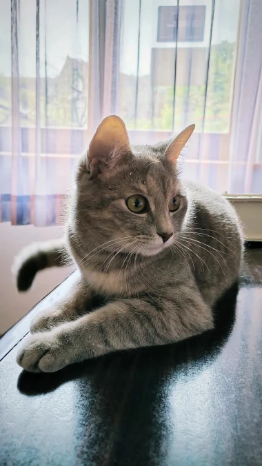 Morate vidjeti kako se zovu! 30 preslatkih mačaka na&scaron;ih čitatelja