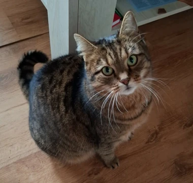 Morate vidjeti kako se zovu! 30 preslatkih mačaka na&scaron;ih čitatelja