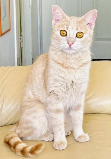 Morate vidjeti kako se zovu! 30 preslatkih mačaka na&scaron;ih čitatelja