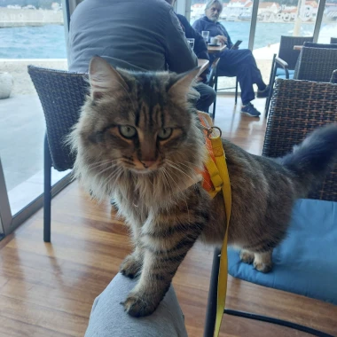 Morate vidjeti kako se zovu! 30 preslatkih mačaka na&scaron;ih čitatelja