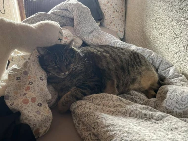 Morate vidjeti kako se zovu! 30 preslatkih mačaka na&scaron;ih čitatelja