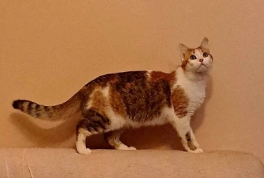 Morate vidjeti kako se zovu! 30 preslatkih mačaka na&scaron;ih čitatelja