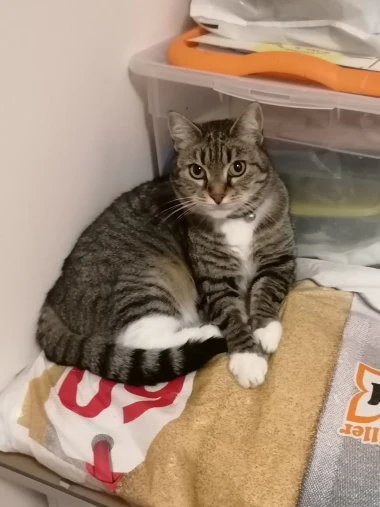 Morate vidjeti kako se zovu! 30 preslatkih mačaka na&scaron;ih čitatelja