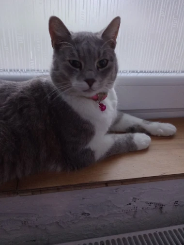 Morate vidjeti kako se zovu! 30 preslatkih mačaka na&scaron;ih čitatelja