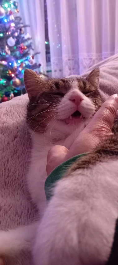 Morate vidjeti kako se zovu! 30 preslatkih mačaka na&scaron;ih čitatelja