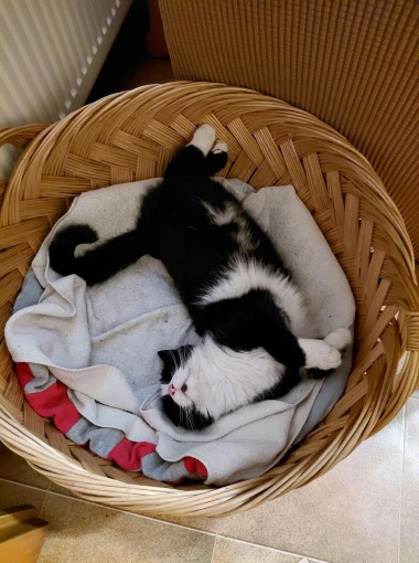 Morate vidjeti kako se zovu! 30 preslatkih mačaka na&scaron;ih čitatelja