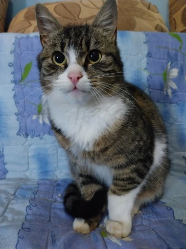 Morate vidjeti kako se zovu! 30 preslatkih mačaka na&scaron;ih čitatelja