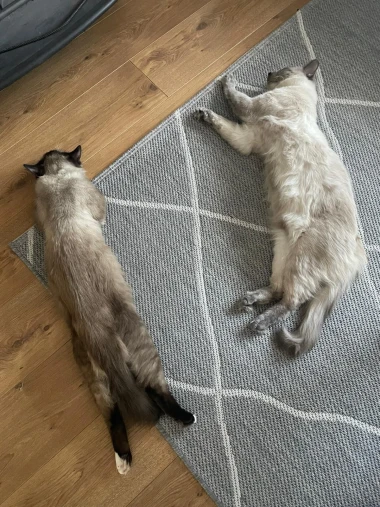 Morate vidjeti kako se zovu! 30 preslatkih mačaka na&scaron;ih čitatelja