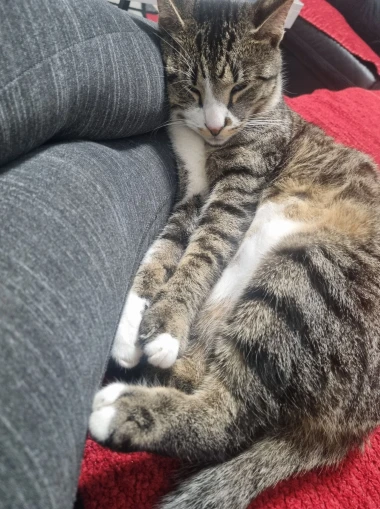 Morate vidjeti kako se zovu! 30 preslatkih mačaka na&scaron;ih čitatelja