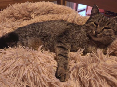 Morate vidjeti kako se zovu! 30 preslatkih mačaka na&scaron;ih čitatelja