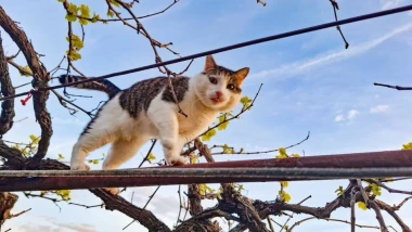 Morate vidjeti kako se zovu! 30 preslatkih mačaka na&scaron;ih čitatelja