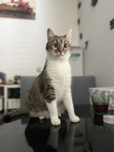 Morate vidjeti kako se zovu! 30 preslatkih mačaka na&scaron;ih čitatelja