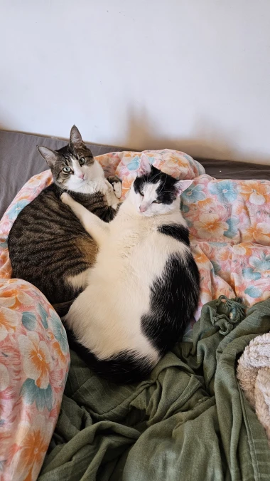 Morate vidjeti kako se zovu! 30 preslatkih mačaka na&scaron;ih čitatelja