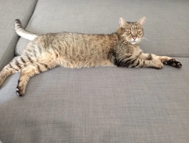 Morate vidjeti kako se zovu! 30 preslatkih mačaka na&scaron;ih čitatelja