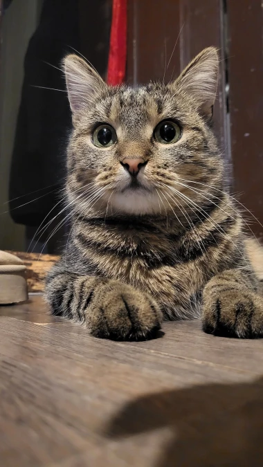 Morate vidjeti kako se zovu! 30 preslatkih mačaka na&scaron;ih čitatelja