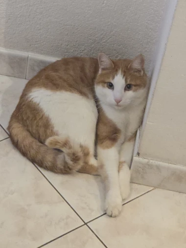 Morate vidjeti kako se zovu! 30 preslatkih mačaka na&scaron;ih čitatelja