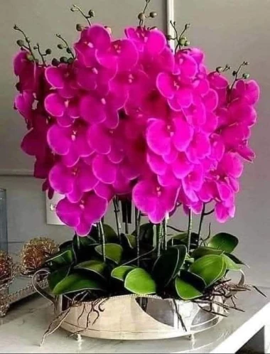 Kakve ljepotice! Orhideje na&scaron;ih čitateljica su nas očarale, a jedna nas je nasmijala