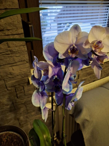 Kakve ljepotice! Orhideje na&scaron;ih čitateljica su nas očarale, a jedna nas je nasmijala