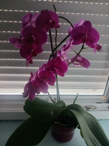 Kakve ljepotice! Orhideje na&scaron;ih čitateljica su nas očarale, a jedna nas je nasmijala