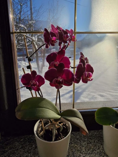 Kakve ljepotice! Orhideje na&scaron;ih čitateljica su nas očarale, a jedna nas je nasmijala