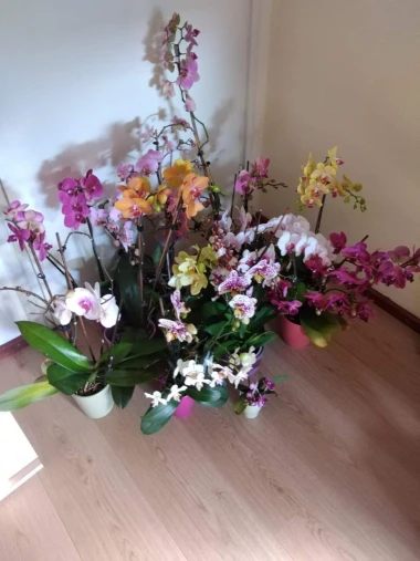 Kakve ljepotice! Orhideje na&scaron;ih čitateljica su nas očarale, a jedna nas je nasmijala