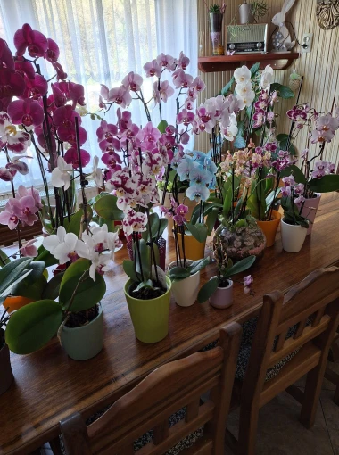 Kakve ljepotice! Orhideje na&scaron;ih čitateljica su nas očarale, a jedna nas je nasmijala