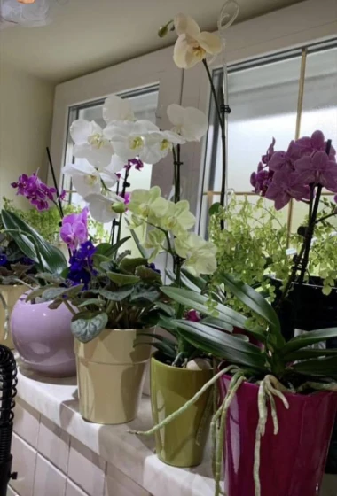 Kakve ljepotice! Orhideje na&scaron;ih čitateljica su nas očarale, a jedna nas je nasmijala