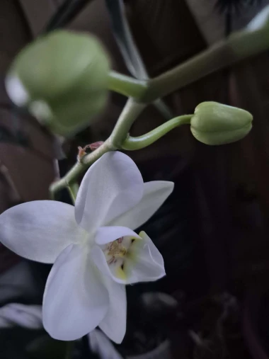 Kakve ljepotice! Orhideje na&scaron;ih čitateljica su nas očarale, a jedna nas je nasmijala