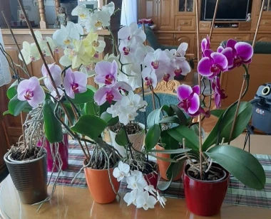 Kakve ljepotice! Orhideje na&scaron;ih čitateljica su nas očarale, a jedna nas je nasmijala
