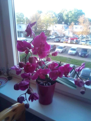 Kakve ljepotice! Orhideje na&scaron;ih čitateljica su nas očarale, a jedna nas je nasmijala