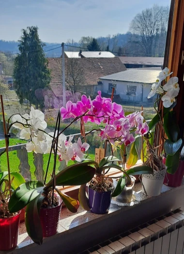 Kakve ljepotice! Orhideje na&scaron;ih čitateljica su nas očarale, a jedna nas je nasmijala